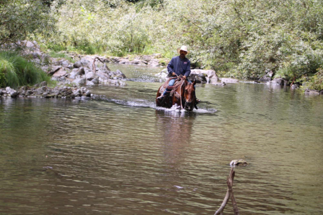 HorseID: 2302129 Be Smart Harry LHR - PhotoID: 1084311