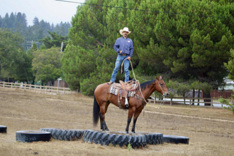 HorseID: 2302129 Be Smart Harry LHR - PhotoID: 1084312