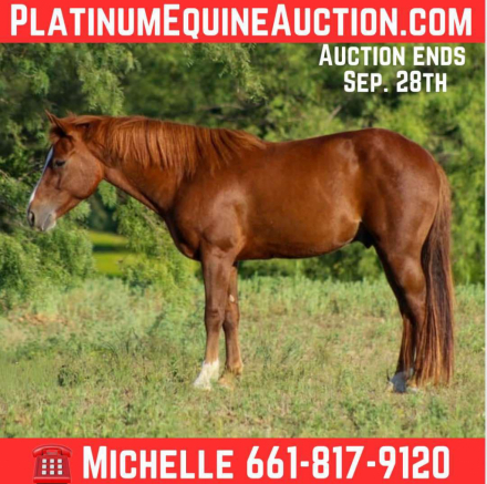 HorseID: 2302131 Dorito M$ - PhotoID: 1084321