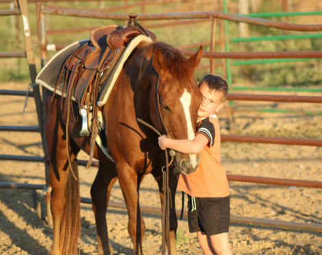 HorseID: 2302131 Dorito M$ - PhotoID: 1084322