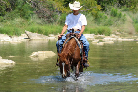 HorseID: 2302131 Dorito M$ - PhotoID: 1084323