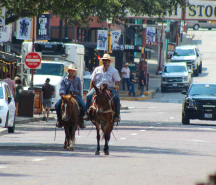 HorseID: 2302131 Dorito M$ - PhotoID: 1084324