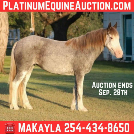 HorseID: 2302132 Bluebell MW - PhotoID: 1084317