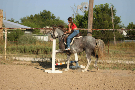HorseID: 2302132 Bluebell MW - PhotoID: 1084320