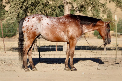 HorseID: 2302132 A CHOCOLATE CHIP - PhotoID: 1101072