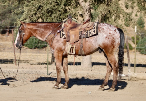 HorseID: 2302132 A CHOCOLATE CHIP - PhotoID: 1101073