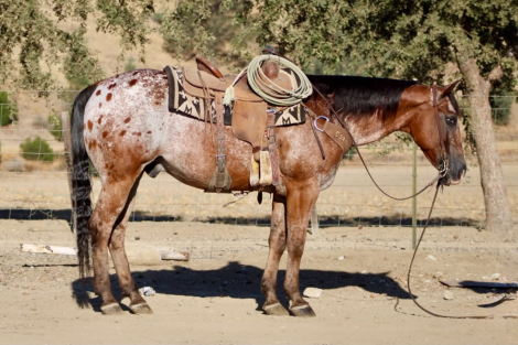 HorseID: 2302132 A CHOCOLATE CHIP - PhotoID: 1101074
