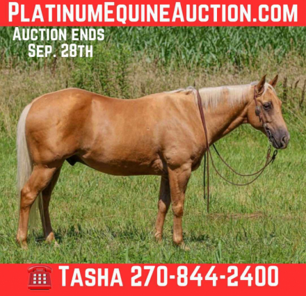 HorseID: 2302133 ASLD Dualin Marley - PhotoID: 1084305