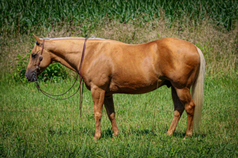 HorseID: 2302133 ASLD Dualin Marley - PhotoID: 1084306