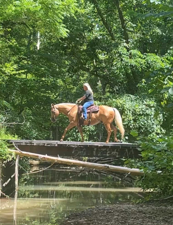 HorseID: 2302133 ASLD Dualin Marley - PhotoID: 1084307