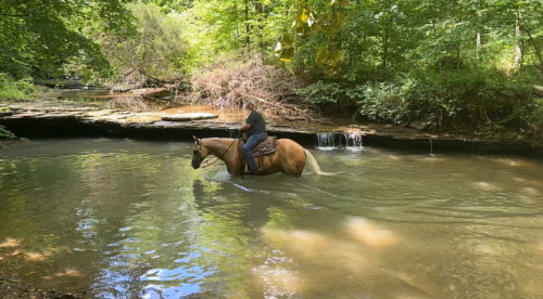 HorseID: 2302133 ASLD Dualin Marley - PhotoID: 1084308