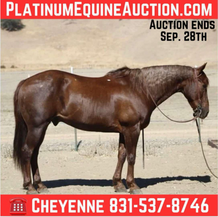 HorseID: 2302134 Ned CR - PhotoID: 1084329