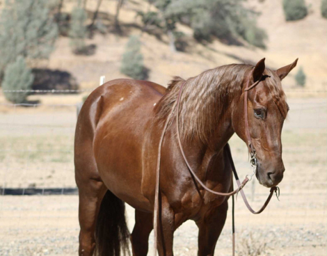 HorseID: 2302134 Ned CR - PhotoID: 1084330