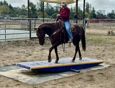 HorseID: 2302134 Ned CR - PhotoID: 1084331