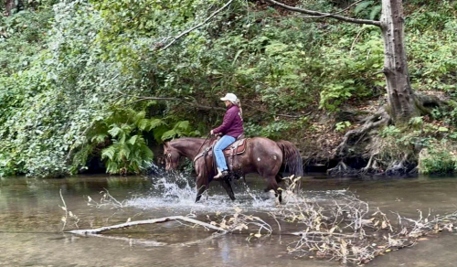 HorseID: 2302134 Ned CR - PhotoID: 1084332