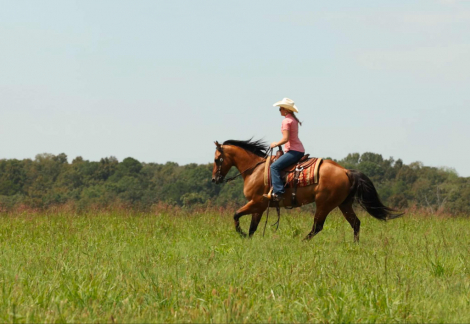 HorseID: 2302135 HBHC Whiskey Go Boom - PhotoID: 1084326