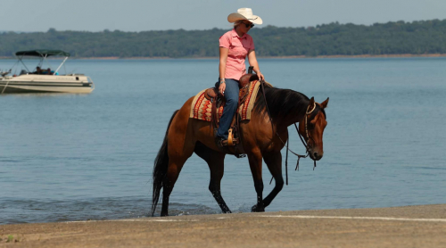 HorseID: 2302135 HBHC Whiskey Go Boom - PhotoID: 1084327