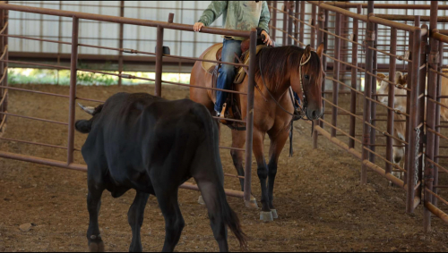 HorseID: 2302135 HBHC Whiskey Go Boom - PhotoID: 1084328