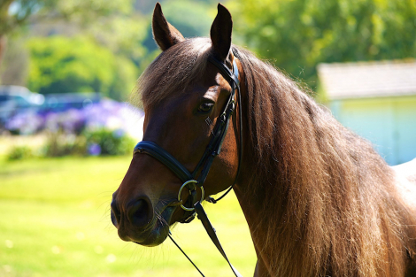 HorseID: 2302140 Chocolate - PhotoID: 1084244