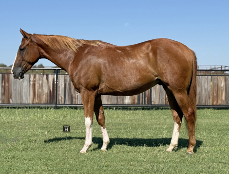 HorseID: 2302142 Smokin Gotta Dual - PhotoID: 1084245