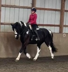 HorseID: 2302145 Bode - PhotoID: 1084247