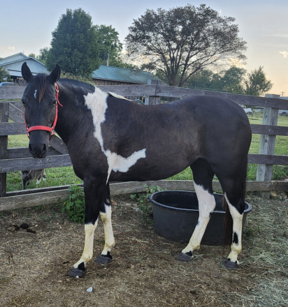 HorseID: 2302146 Cookie - PhotoID: 1084248