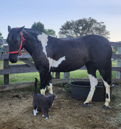 HorseID: 2302146 Cookie - PhotoID: 1084249