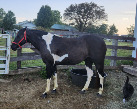 HorseID: 2302146 Cookie - PhotoID: 1084250