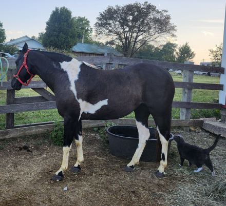 HorseID: 2302146 Cookie - PhotoID: 1084251