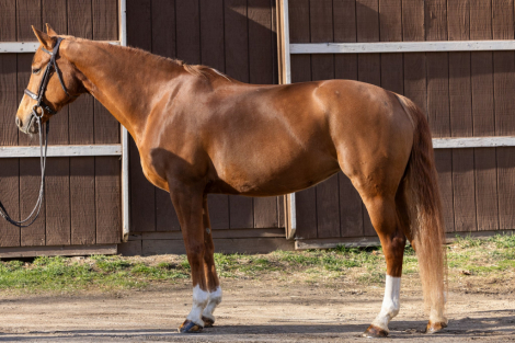 HorseID: 2302153 Icona - PhotoID: 1084292