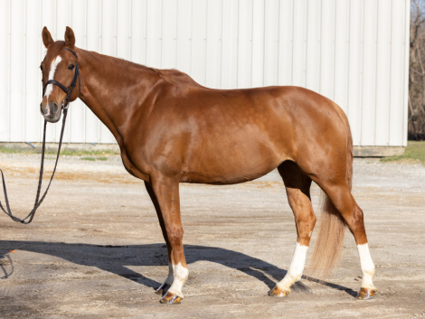 HorseID: 2302153 Icona - PhotoID: 1084293