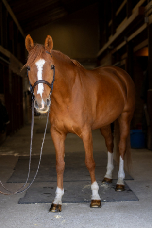 HorseID: 2302153 Icona - PhotoID: 1084294