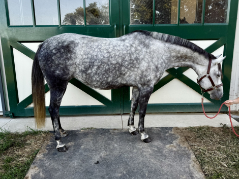 HorseID: 2302155 Docs Smart Steel Oil - PhotoID: 1084255