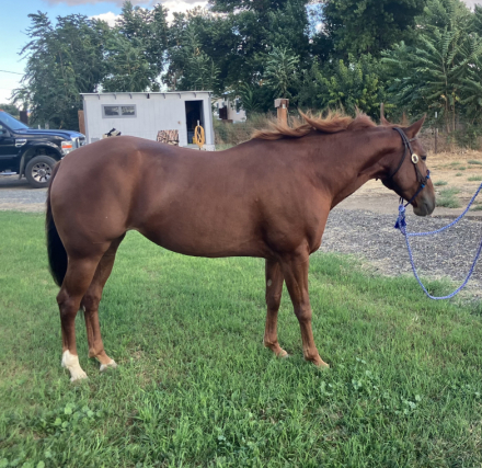 HorseID: 2302157 FR flurt n at bars - PhotoID: 1085068