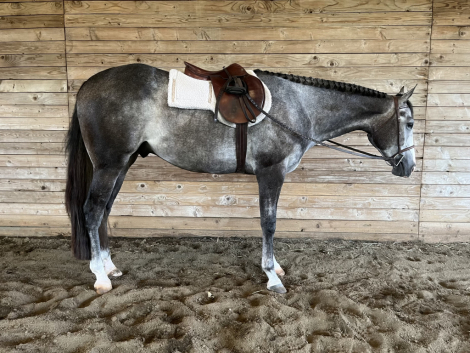 HorseID: 2302166 Fancy In Chrome - PhotoID: 1084258