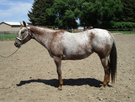 HorseID: 2302168 Blazin With Invy - PhotoID: 1084259