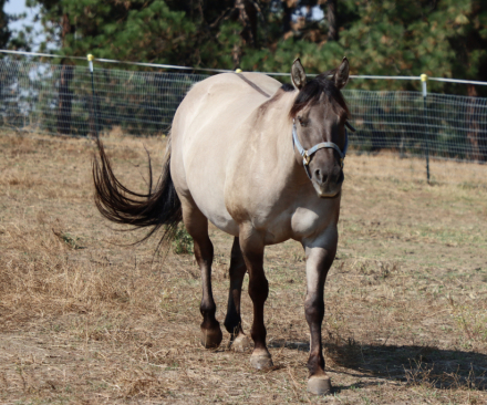 HorseID: 2302169 IJ CONTINETNAL MISS - PhotoID: 1084262