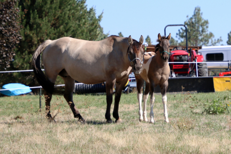 HorseID: 2302169 IJ CONTINETNAL MISS - PhotoID: 1084261