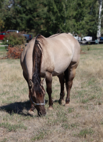 HorseID: 2302169 IJ CONTINETNAL MISS - PhotoID: 1084263