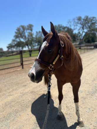 HorseID: 2302170 A Real No Doubter - PhotoID: 1084267