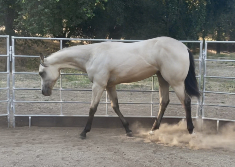 HorseID: 2302172 REALLY BUCKIN HOT - PhotoID: 1084268