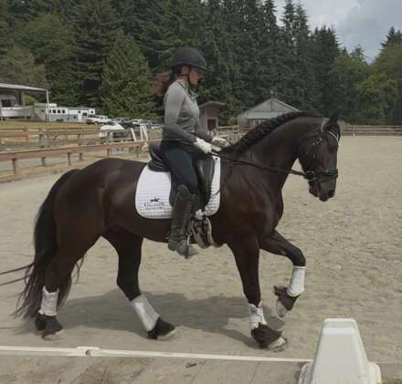 HorseID: 2302177 Salem's Legend - PhotoID: 1084269