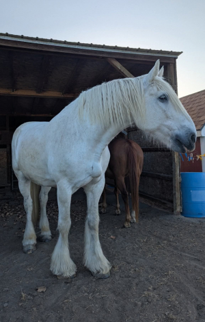 HorseID: 2302178 Brin - PhotoID: 1084270