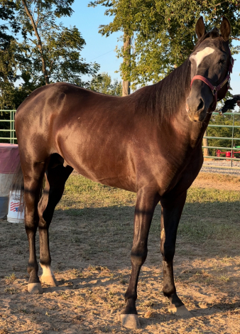 HorseID: 2302188 Black Star's Jose - PhotoID: 1084280