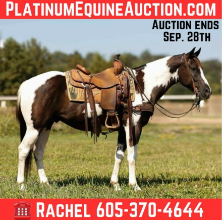 HorseID: 2302190 Tardy Litte Skip - PhotoID: 1084337