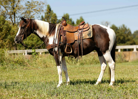 HorseID: 2302190 Tardy Litte Skip - PhotoID: 1084338