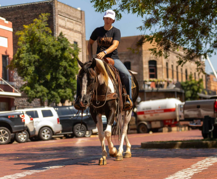 HorseID: 2302190 Tardy Litte Skip - PhotoID: 1084339