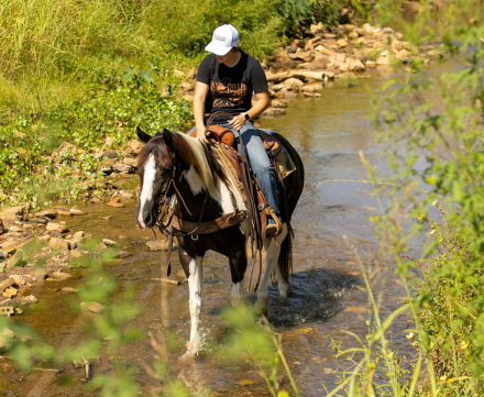 HorseID: 2302190 Tardy Litte Skip - PhotoID: 1084340