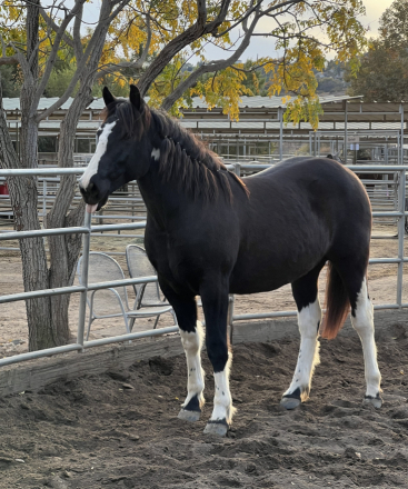 HorseID: 2302192 Belle - PhotoID: 1084282