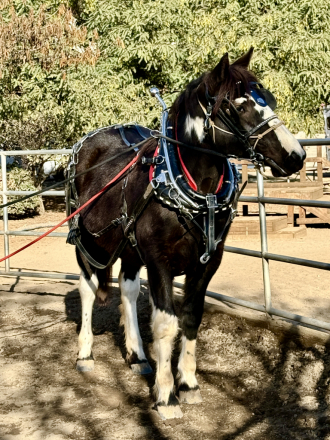 HorseID: 2302192 Belle - PhotoID: 1084283